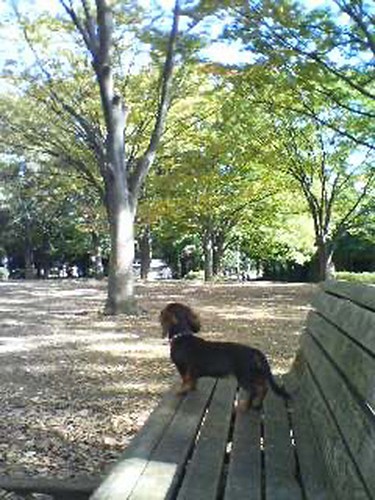 まだ目が見えていたころ、息子さんたちと公園で遊んでいた