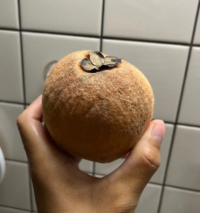 フィリピン原産で独特のいちご風味、バナナ風味があるケガキ（さとかつさん提供）