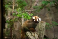 10月9日。レッサーパンダ赤ちゃん公開初日の様子 画像提供：那須どうぶつ王国