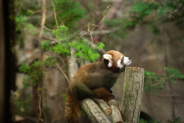 10月9日。レッサーパンダ赤ちゃん公開初日の様子 画像提供：那須どうぶつ王国