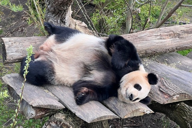 デンマーク初のパンダ