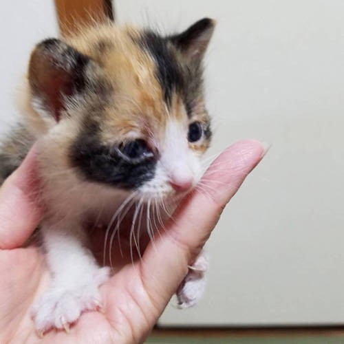 ぐぅねむは雨の日に箱に入れられ遺棄された猫でした（保護主さん提供）