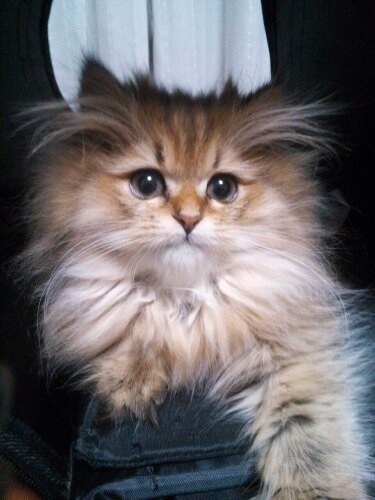 家にきたころの「もか」