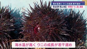 宮城・気仙沼市階上地区で今シーズン初のウニ漁解禁