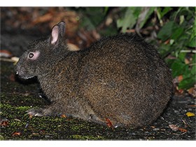 絶滅危惧アマミノクロウサギ、回復の兆し　マングース駆除奏功