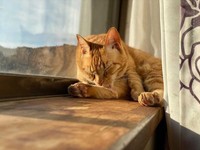 こっくりこっくりお昼寝中、見ているだけで癒される