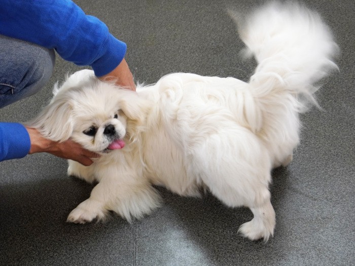 犬が求めるスキンシップも関係性にプラス