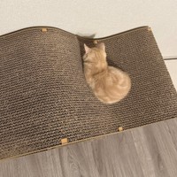 爪研ぎの上にちょこんと座るミクくん（画像提供：ぷくりさん）