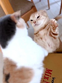 段ボール箱をめぐってパンチし合う、おだんごちゃん（手前）、きなこくん（奥）（画像提供：きなことおだんごさん）