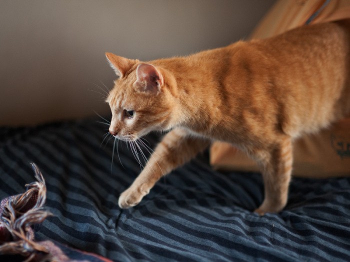 「コロナやモナコとよく追っかけこして遊んだんだ」（小林写函撮影）