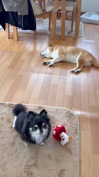 リビングの動線上に寝そべるすずちゃん（奥）と、先輩犬のミニちゃん（手前）（動画からキャプチャー／提供：ミニすずさん）