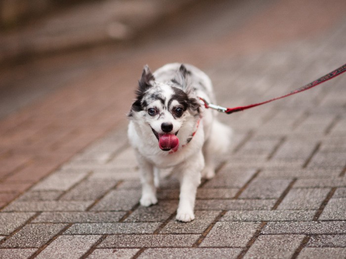 「だいぶ歩いて、疲れてきちゃった」（小林写函撮影）