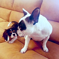 「かまって！」 がぶくんにアピールするぱっちくん（画像提供：がぶとぱっちさん）