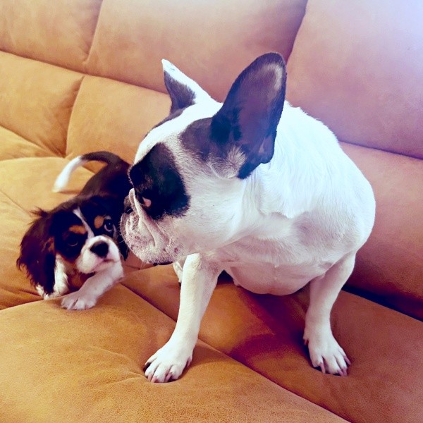 「かまって！」 がぶくんにアピールするぱっちくん（画像提供：がぶとぱっちさん）