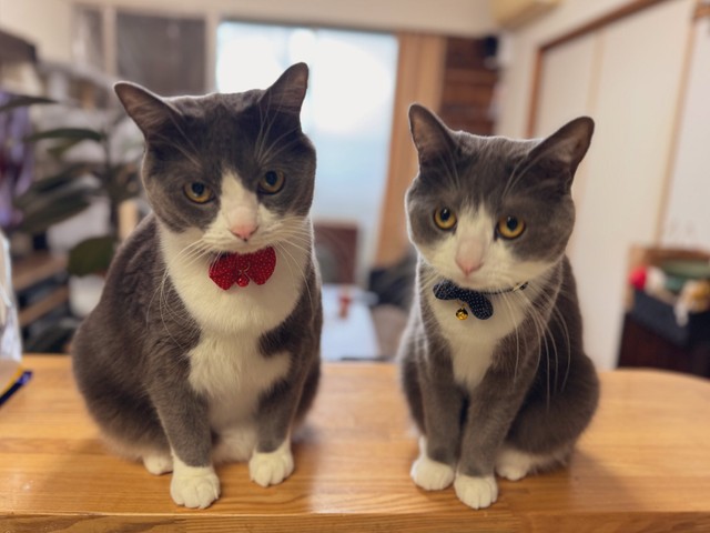 兄弟猫の「ごましお」くんとのツーショット、蝶ネクタイ似合っていますね（画像提供：わがやのねこさん）