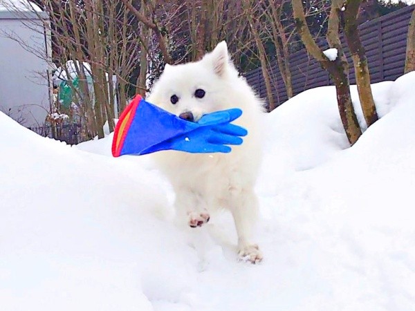手袋をくわえてルンルン♡ 雪の中を駆け回る楽くん（画像提供：くーさんママさん）