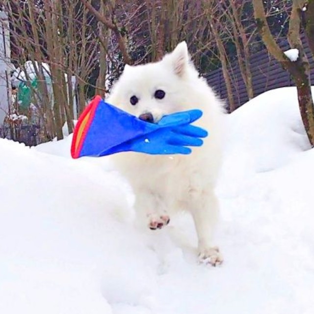 手袋をくわえてルンルン♡ 雪の中を駆け回る楽くん（画像提供：くーさんママさん）
