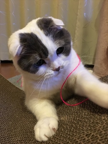 2018年。12歳のおばあちゃんでもかおりさんにとっては可愛い子ども（かおりさん提供）