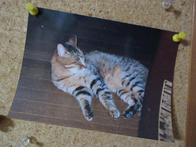 スマートな美猫だった、先代猫トラさん