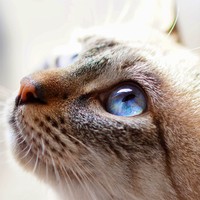 宝石のようなブルーの目＝ルカクラさんさん（@sangoruka_cats）提供