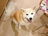 飼い主さんを見上げてにっこり♡ きゅるんとした瞳が愛らしいモモちゃん（画像提供：柴犬のモモさん）