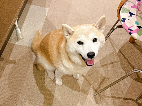 飼い主さんを見上げてにっこり♡ きゅるんとした瞳が愛らしいモモちゃん（画像提供：柴犬のモモさん）