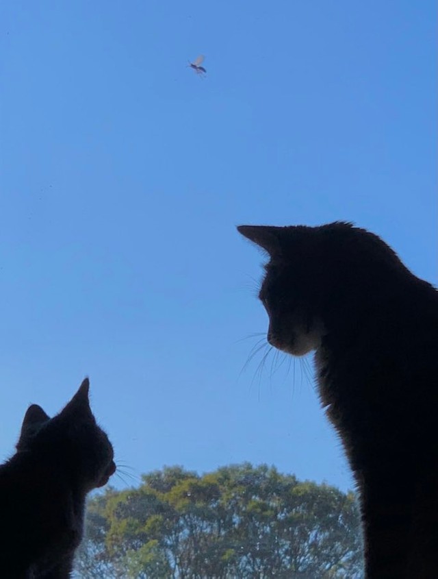 ジルさんのもとで暮らす猫ちゃんたち。窓越しのシルエットがステキです（提供：ジルさん）