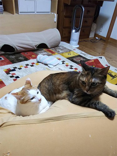 猫のことも大好き。でもあることが発覚…（由美さん提供）