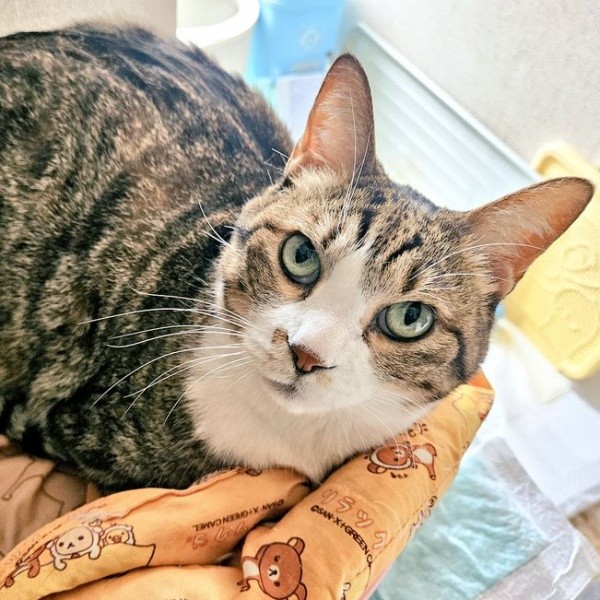 涼しげな表情もかっこいい元気くん（画像提供：MOTOさん）