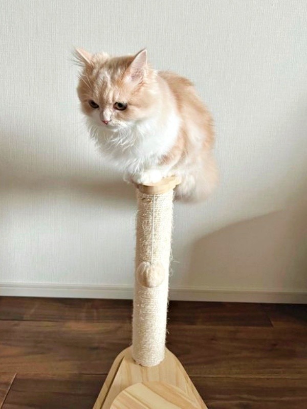 バランス感覚にびっくり！ 爪研ぎポール上にちょこんと座るビジュちゃん（画像提供：ビジュさん）