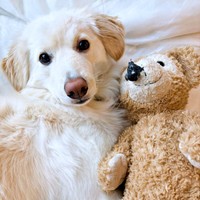 プレゼントのぬいぐるみと添い寝するハニちゃん（画像提供：薄茶のいぬさん）