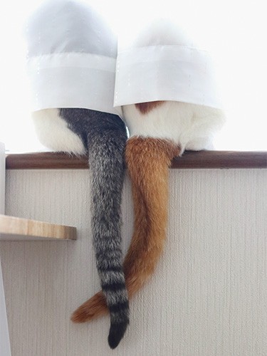 「ねこチラ」（パイ インターナショナル）より