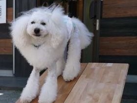 犬にやさしい床材　ささくれに強い天然木、防虫・防臭効果も