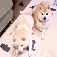 突っ伏す餅子ちゃん（左）と、じっと飼い主さんを見つめるくるみちゃん（右）（画像提供：KURUMILK.SHIBAINUさん）