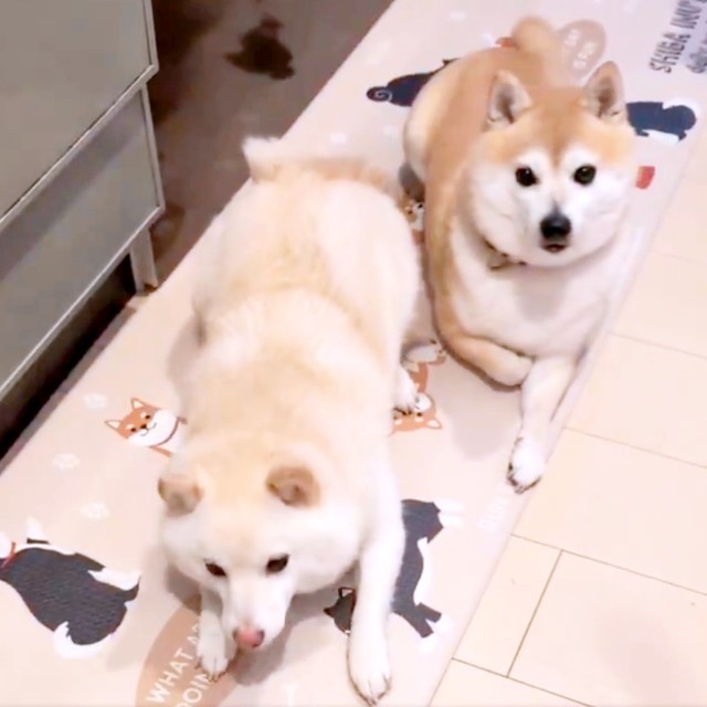 突っ伏す餅子ちゃん（左）と、じっと飼い主さんを見つめるくるみちゃん（右）（画像提供：KURUMILK.SHIBAINUさん）