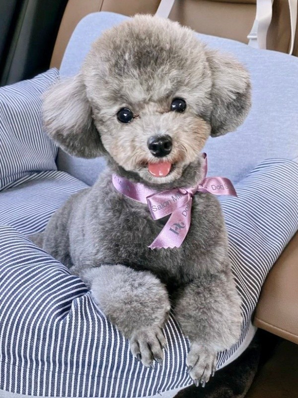 美しいシルバーの被毛が素敵なエマちゃん（画像提供：エマです！さん）