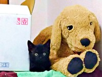 子猫時代、ぬいぐるみのそばできょとんとした表情を浮かべるごまちゃん（画像提供：ぺぺ太さん）