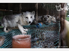 毛皮農場のショッキングな映像が公開　ノルウェーでは最後の毛皮農場が閉鎖に！