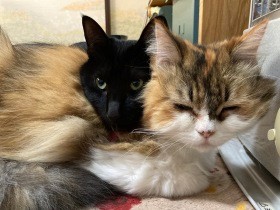 脚はすでに冷たくなり…交通事故で重傷の犬が病院に　夜通しの看護で命を守る