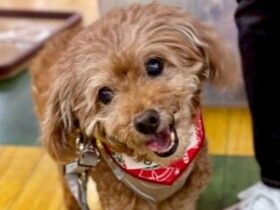 
          パナソニック保護犬猫譲渡会　わんLOVEから参加予定の犬たち（15） 
          