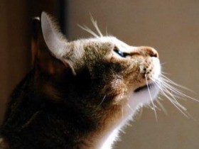 私が獣医師になったわけ　猫に救われた子ども時代