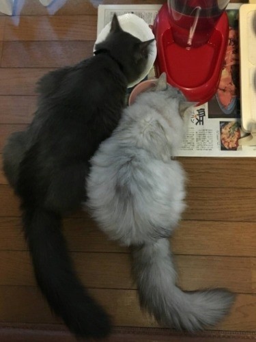 一緒に食事することも