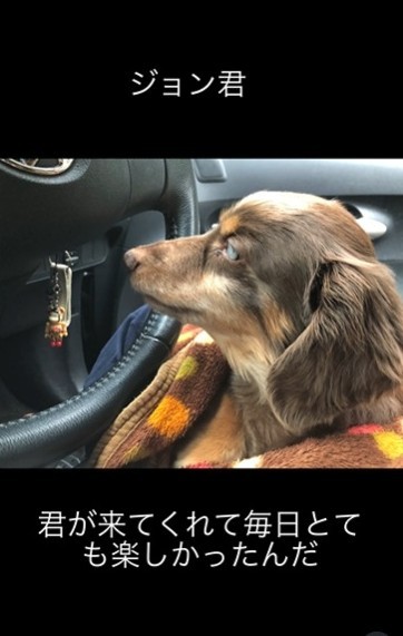 「高齢や病気の動物を迎える選択肢も広がってほしい」という、飼い主のたいしおさん（たいしおさん提供、Instagramよりキャプチャ撮影）