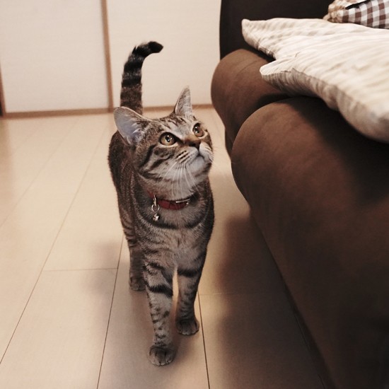 なんか面白いものはないかなー