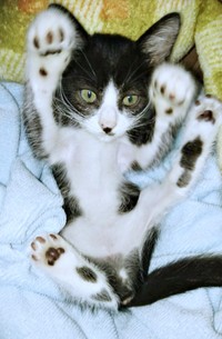 子猫時代、バンザイポーズでくつろぐ篤くん（画像提供：Atsusi_Miharuさん）