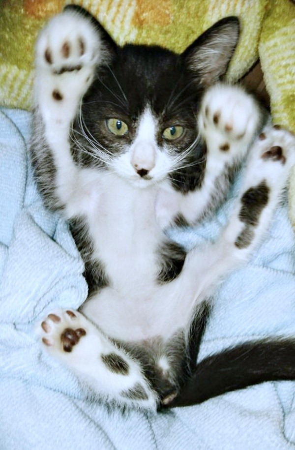 子猫時代、バンザイポーズでくつろぐ篤くん（画像提供：Atsusi_Miharuさん）