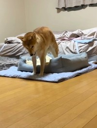 伸び方がまるで猫（飼い主さん提供、Instagramよりキャプチャ撮影）
