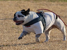 特技は鼻コロドリブル　フレブルの「ちょんまげでんか」