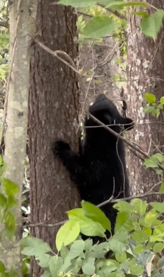 鳴きながら器用に木に登る子熊。警戒した母熊が近くにいて襲ってくる可能性も（動画からキャプチャー／提供：投稿者さん）