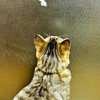 待ちに待った友だちを見つけたチョコくん（画像提供：Kamui_310さん）